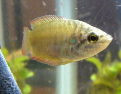 圆尾斗鱼怎么养 该鱼喜欢幽暗的环境