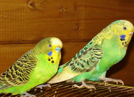 宠物鸟生病的症状有哪些 常见病症解析