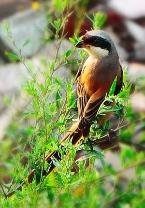 如何纠正画眉仰头的毛病 是由于惊吓所导致