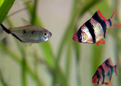 虎皮鱼能和红绿灯混养吗 掌握混养技巧