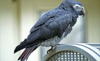 灰鹦鹉生病了该怎么办 保持环境宁静