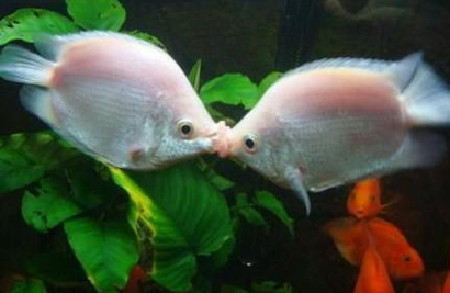 为什么接吻鱼不接吻 接吻鱼不适合群养
