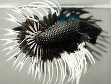 狮王斗鱼吃什么 水晶虾是爱吃的食物之一