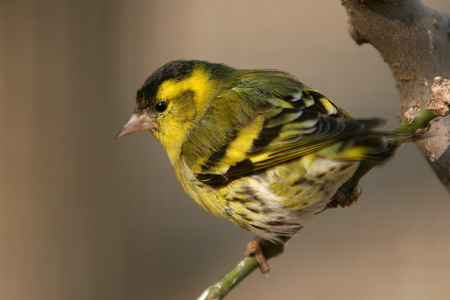 如何挑选黄雀 从嘴型挑酸枣刺嘴的鸟儿
