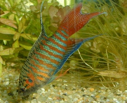 中国斗鱼怎么养 一般采取单独饲养