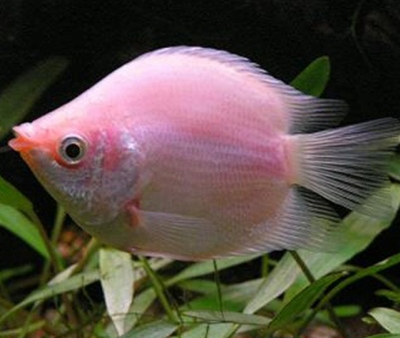 接吻鱼不吃东西怎么办 吸吮缸壁填饱肚子