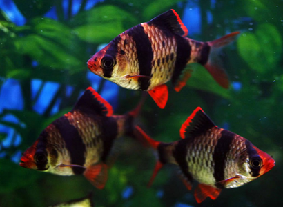 虎皮鱼好养吗 该鱼的饲养难度是不大的