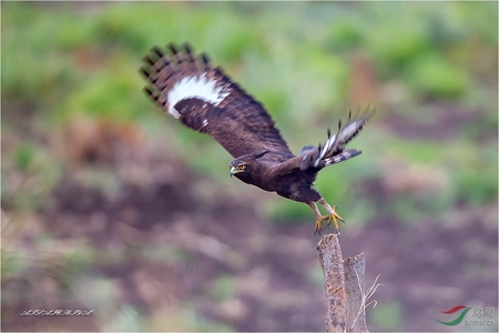 鹰跟雕有什么区别 雕是鹰这种猛禽中的一部分