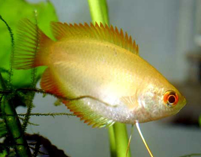 丽丽鱼寿命有多长 可以达到2-3年的时间