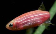 红斑马鱼寿命有多长 小型热带鱼寿命较短