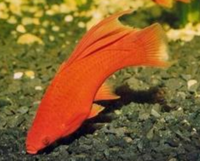 养红剑鱼多久换一次水 换水不能过于频繁