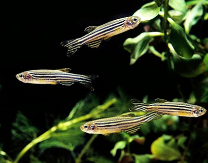 斑马鱼好养吗 该鱼有很好的适应能力