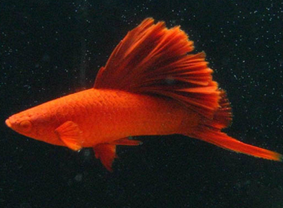 红剑鱼最适应的温度是多少 22℃-26℃左右