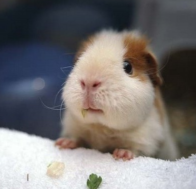 我是兔子还是松鼠啊？