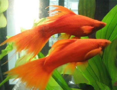 红剑鱼的寿命有多长 红剑鱼寿命很短