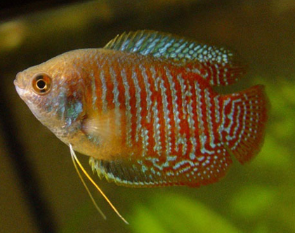 丽丽鱼好养吗 保持好水质很重要