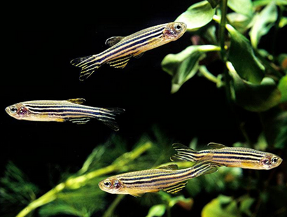 斑马鱼怎么养 最好是有规律换水