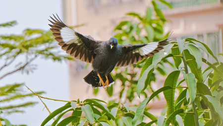 八哥幼鸟怎么养 八哥幼鸟饲养技巧