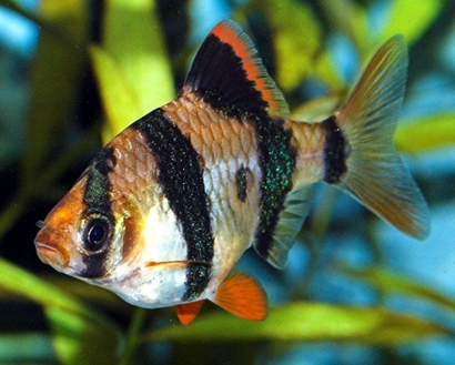 虎皮鱼能活多久 虎皮鱼可活5年之久