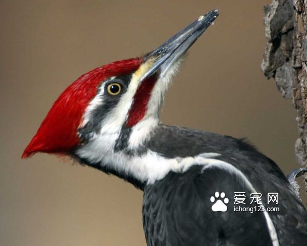 北美洲啄木鸟的种类有哪些呢