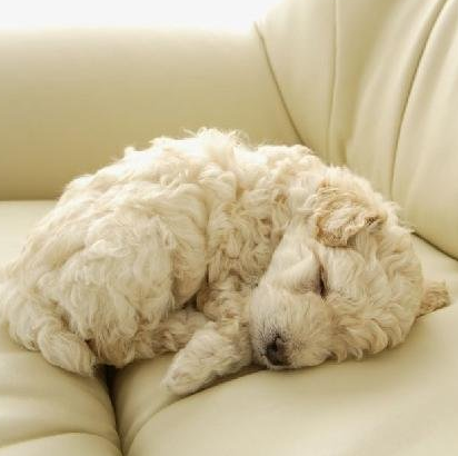 他们说我睡着的时候像块抹布……