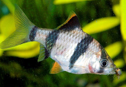 虎皮鱼能长多大 可以长到10厘米左右