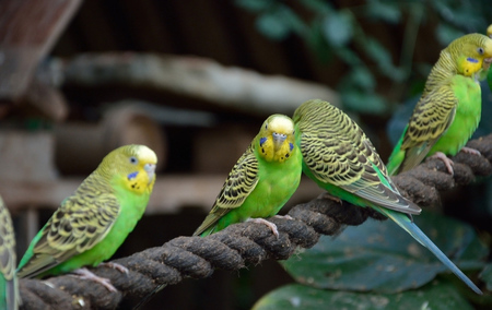 避免鹦鹉的繁殖 鹦鹉能不能做绝育呀
