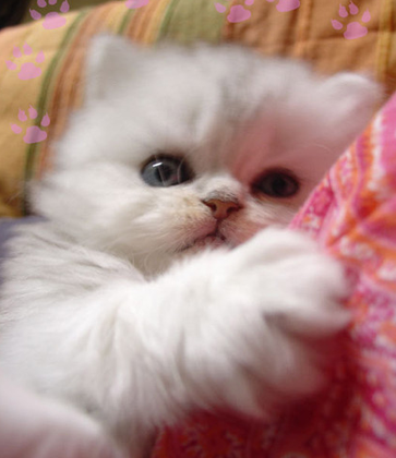 我藏好了！来找吧