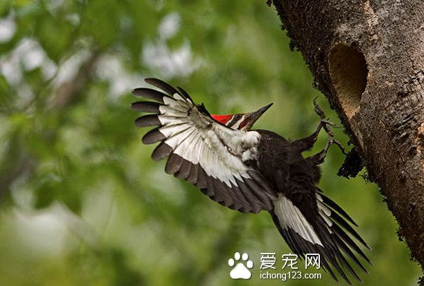 北美洲啄木鸟的种类有哪些呢