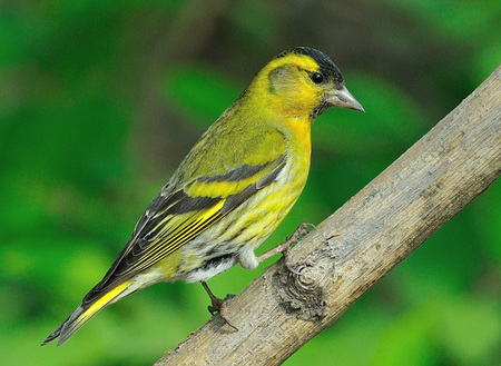 黄雀的训练技巧 训练黄雀需要注意什么