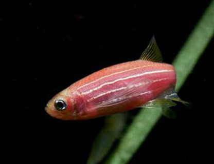 红斑马鱼寿命有多长 小型热带鱼寿命较短