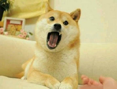 铲屎的！你买买买的，我的狗粮呢！