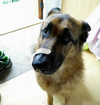 受伤了，贴个创可贴！