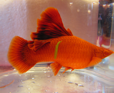 红剑鱼吃什么 红剑鱼属于杂食性鱼类