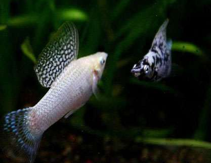 月光鱼好养吗 该鱼对水质要求不会很高