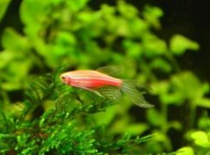 斑马鱼的寿命有多长 该鱼的寿命不是很长