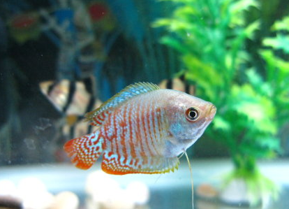 丽丽鱼怎么养 喜欢23～26℃的水温