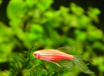 红斑马鱼吃什么 食物必须要干净