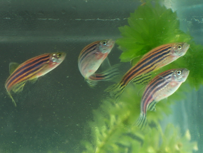 斑马鱼怎么分公母 雄斑马鱼体型修长