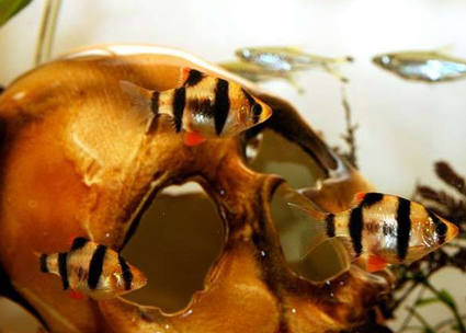 虎皮鱼喂什么饲料好 适当喂食红线虫