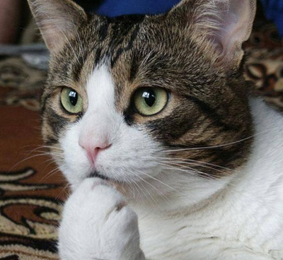 别吵，我在沉思……