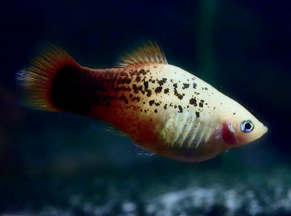 月光鱼怎么养 水温要保持在25-26℃