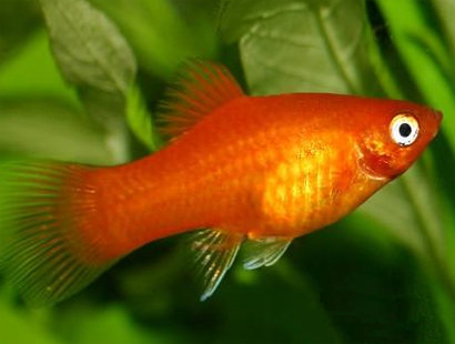 月光鱼吃什么 小月光鱼对食物要求较高