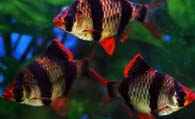 虎皮鱼好养吗 该鱼的饲养难度是不大的