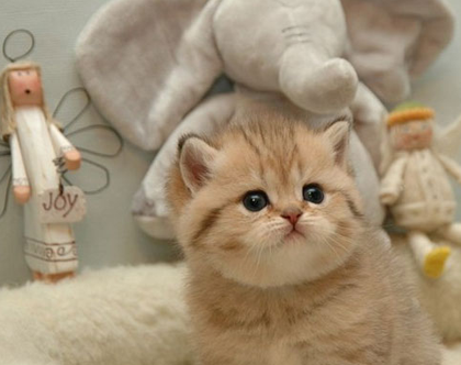 你带什么好吃的来了？