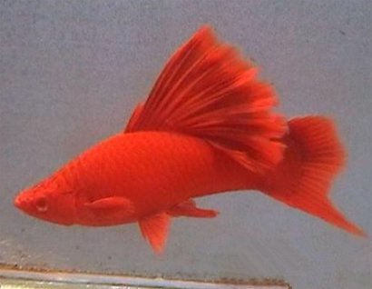 红剑鱼怎么养 注意喂食的多样化以及清洁