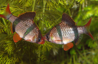 虎皮鱼温度多少合适 保持在24-28℃之间