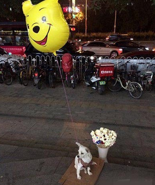 主人让我给他看着，他去买钻戒了