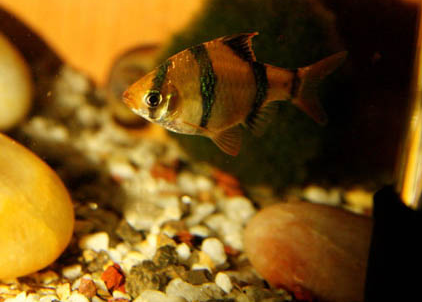 虎皮鱼的寿命有多长 一般在3年左右