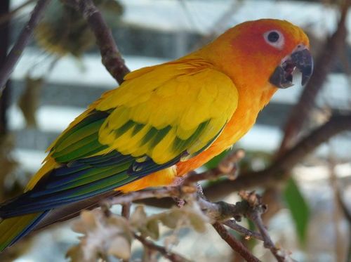 牡丹鹦鹉得葡萄球菌病怎么办 用庆大霉素